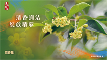 清香潤潔綻放精彩